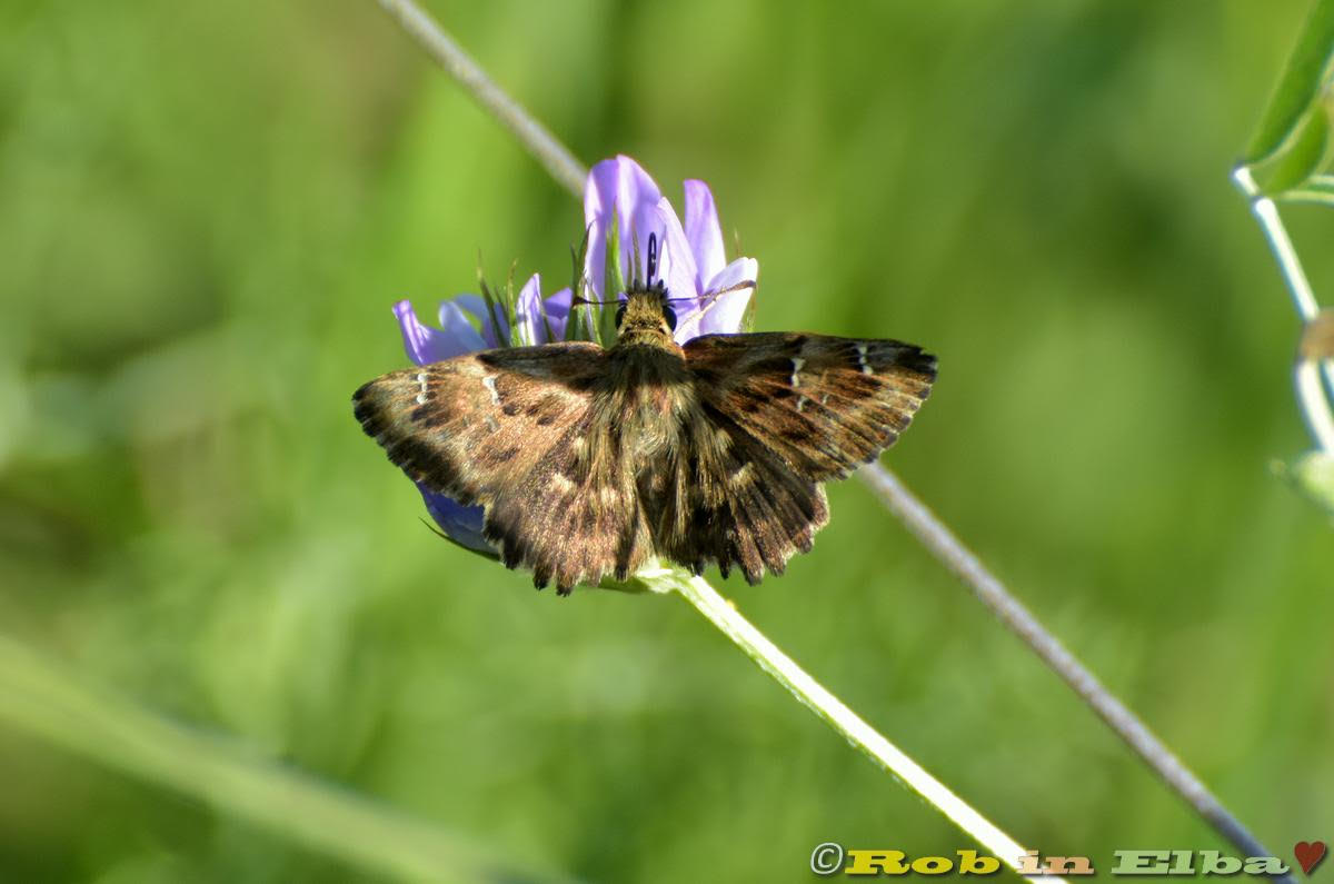 Carcharodus alceae Hesperiidae