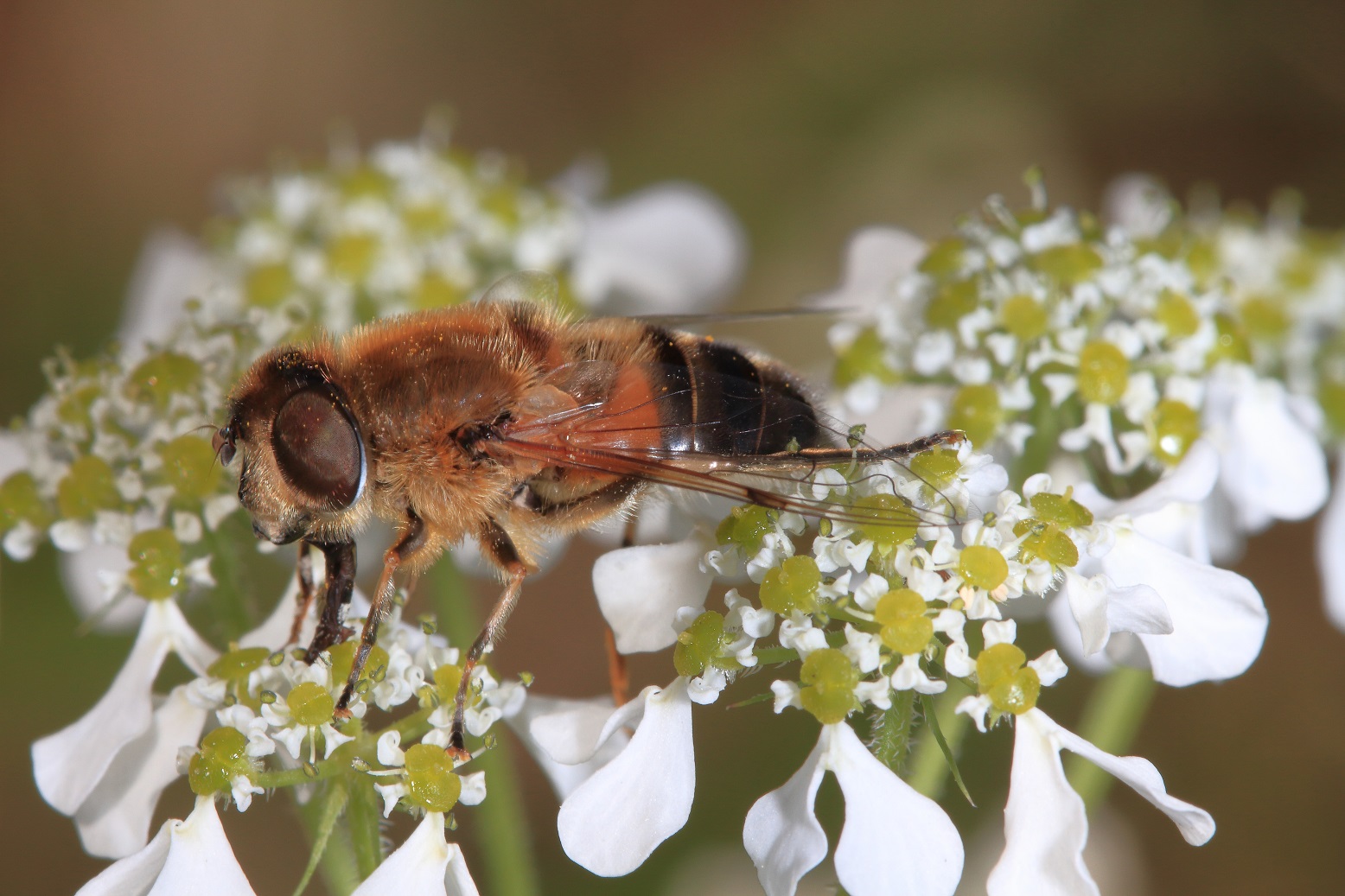 Eristalis pollinators