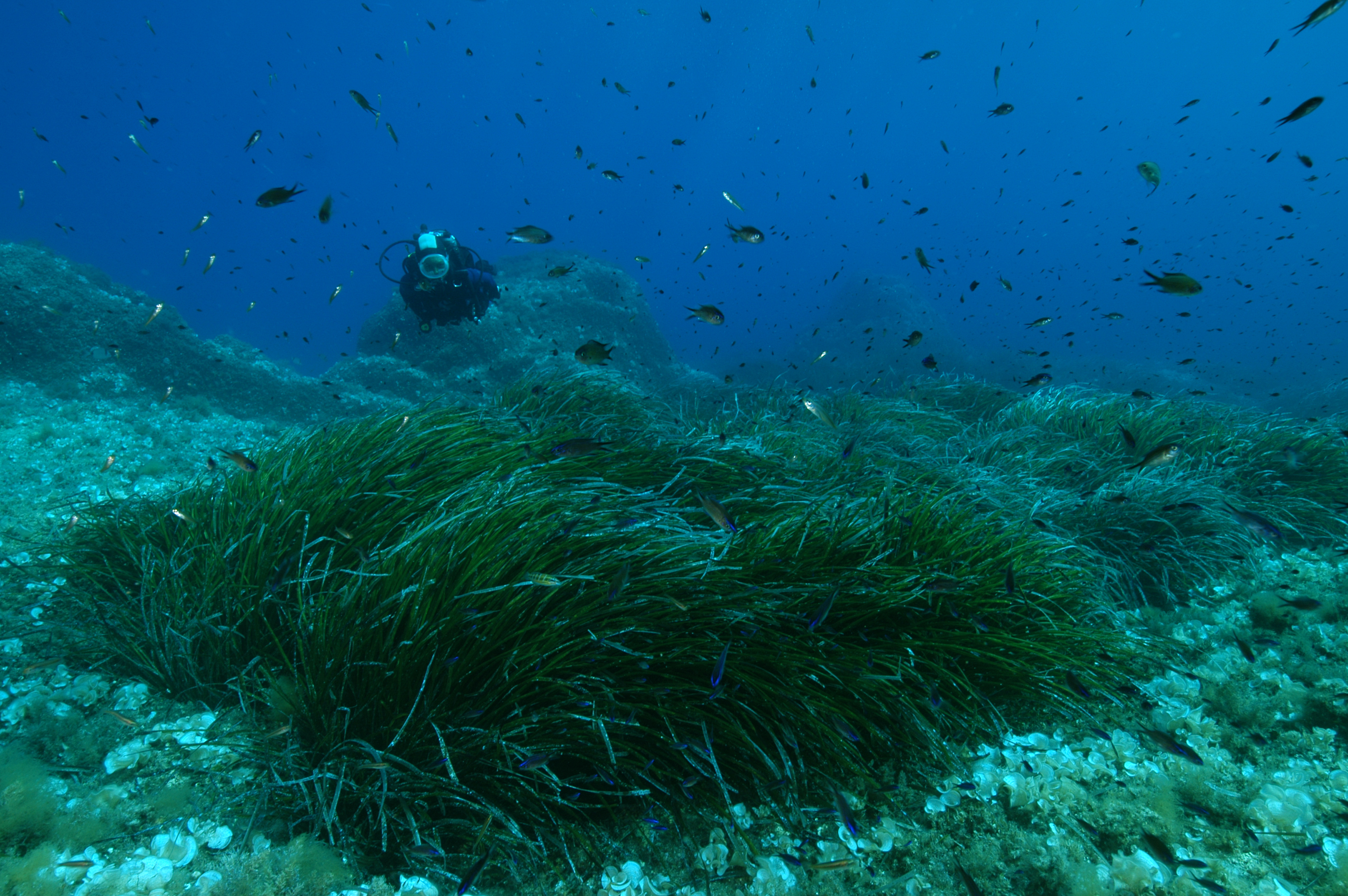 Posidonia oceanica PENCO Secca di S. Giovanni Pianosa Parco Nazionale Arcipelago Toscano