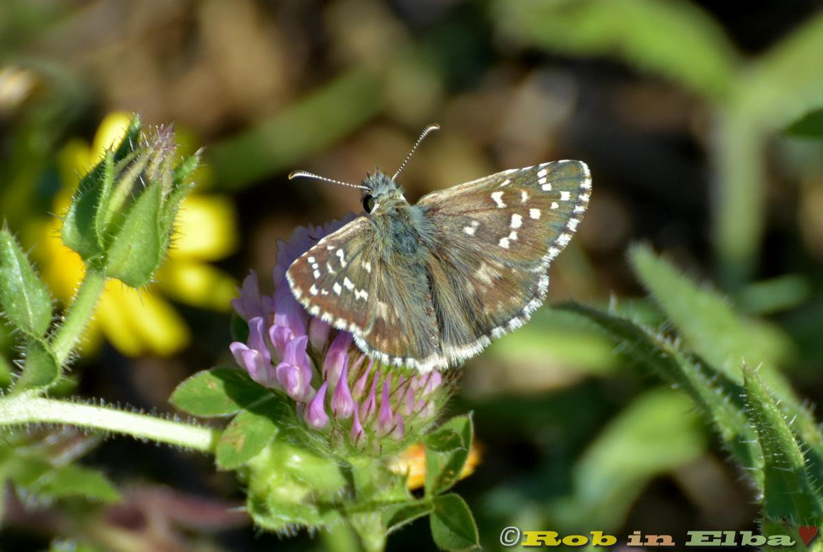 Pyrgus armoricanus Hesperiidae 1