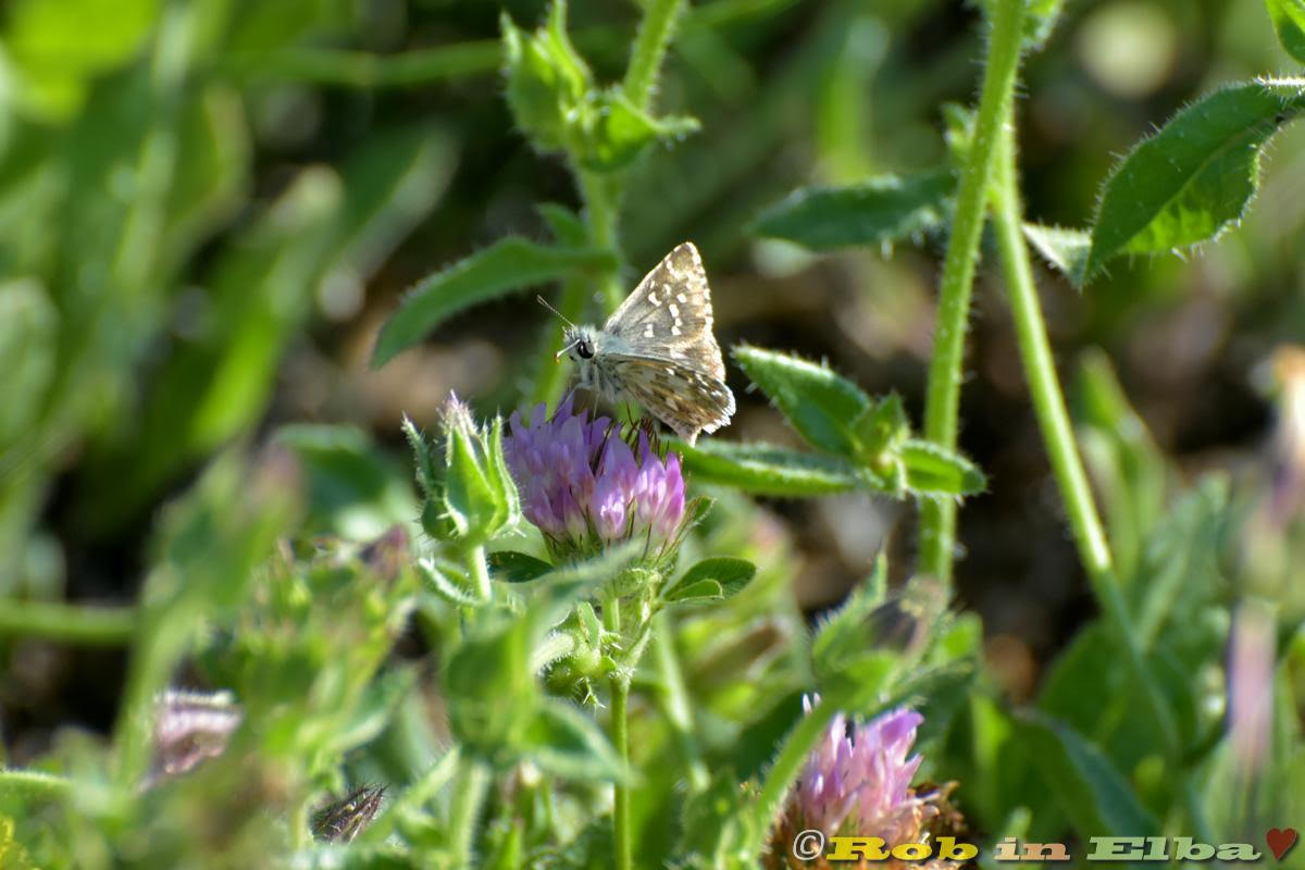 Pyrgus armoricanus Hesperiidae 2