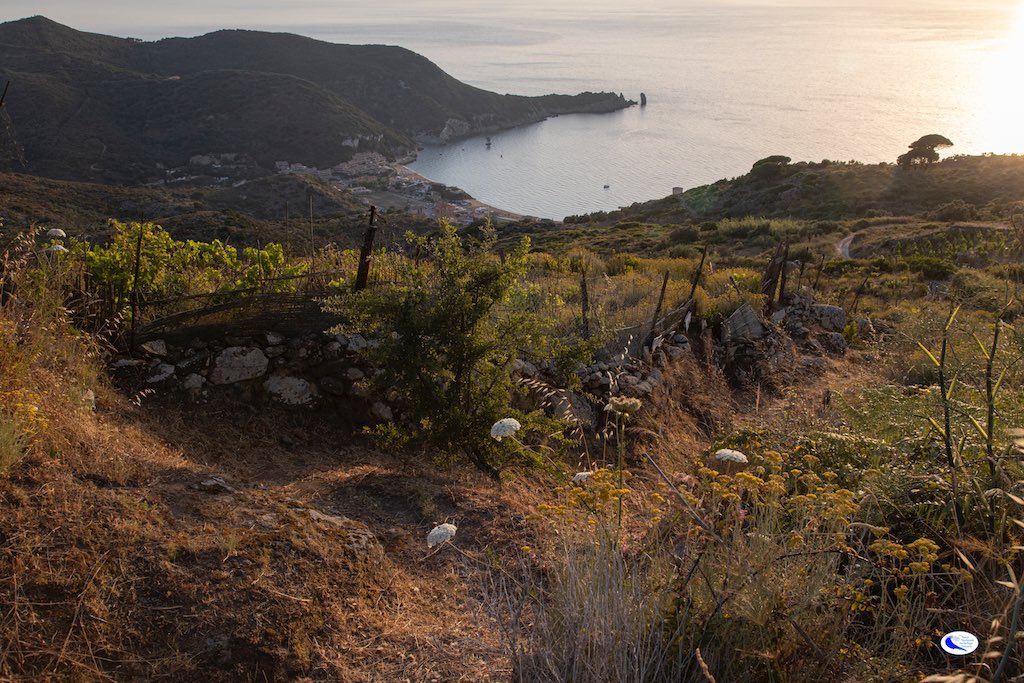 R.Ridi Isola del GIglio vista verso Campese