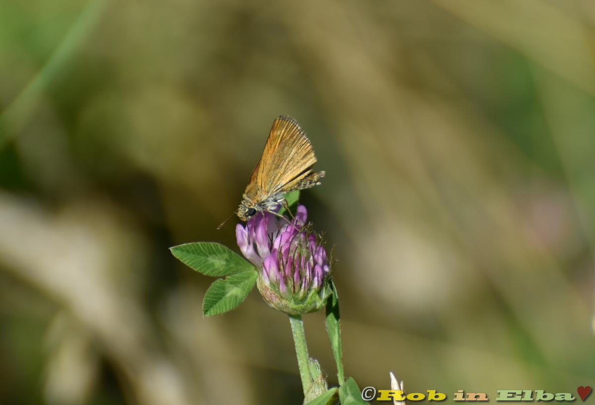 Thymelicus acteon Hesperiidae