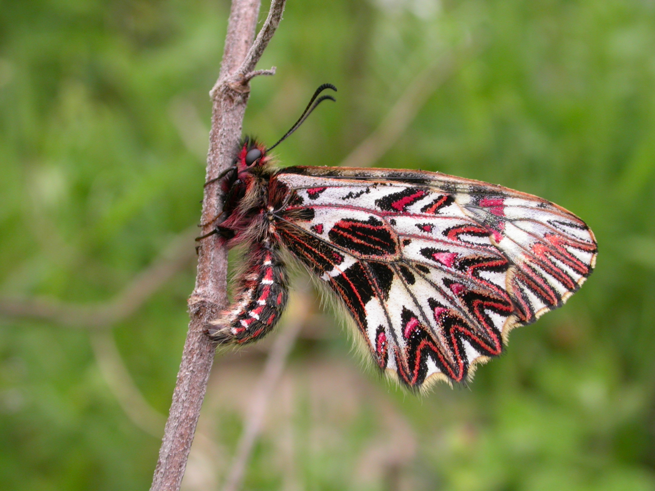 Zerynthia cassandra