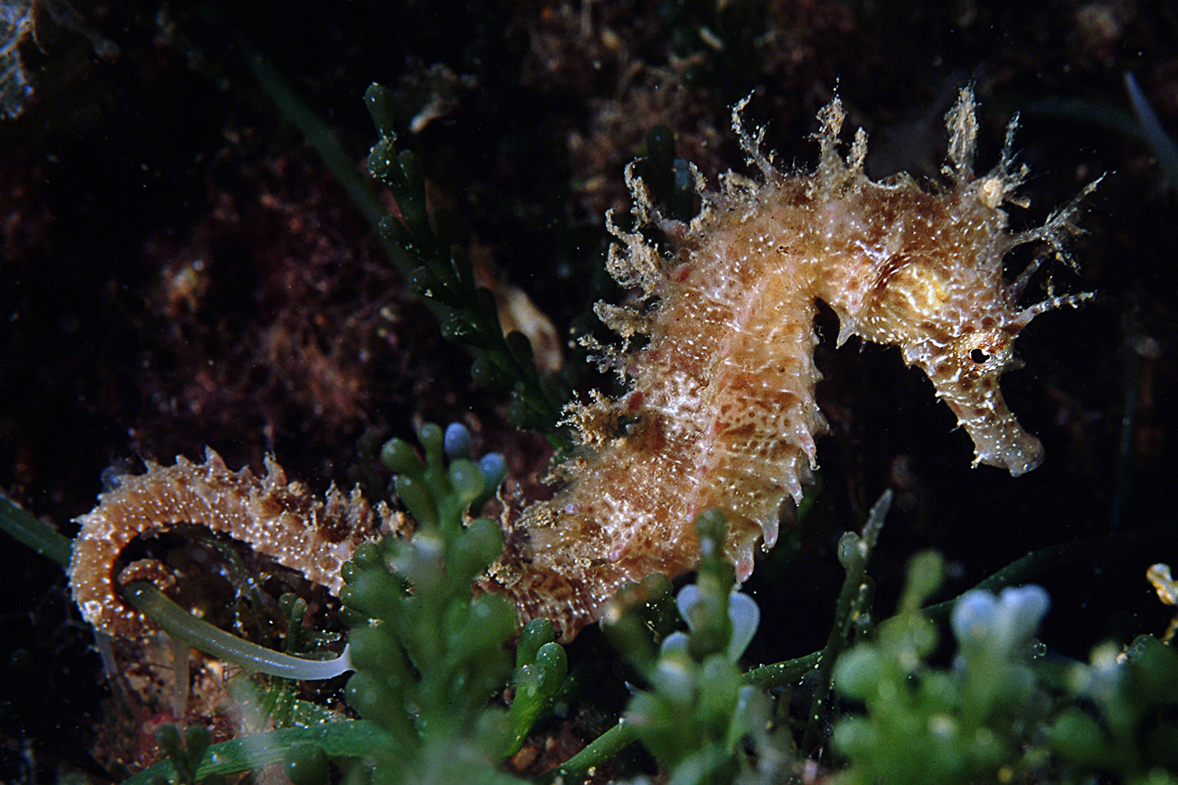 cavalluciomarino archivioPNAT