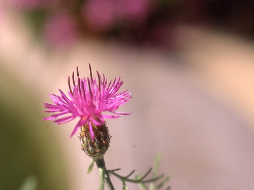 centaurea ilvensis