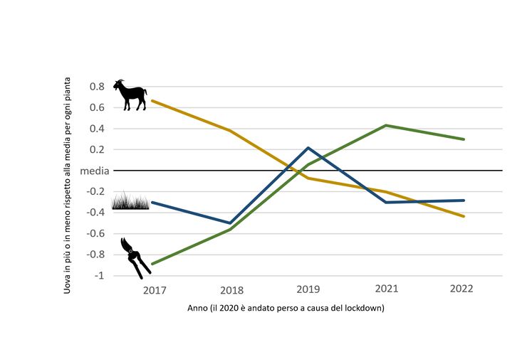 grafico ovature zerinthia