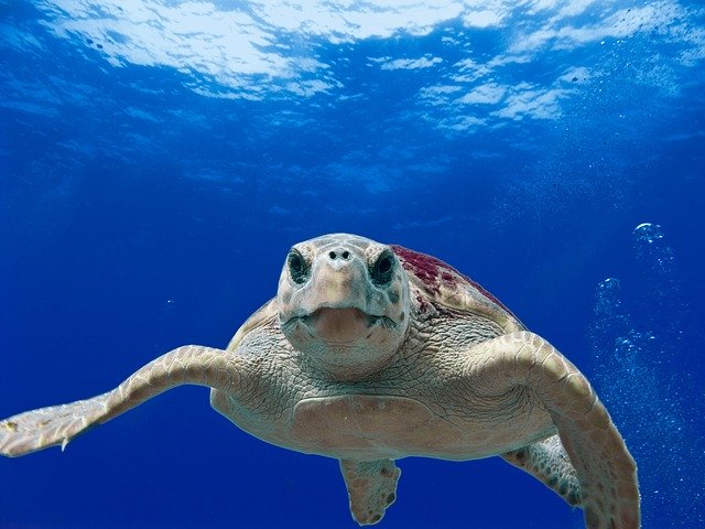 loggerhead turtle 123402 640