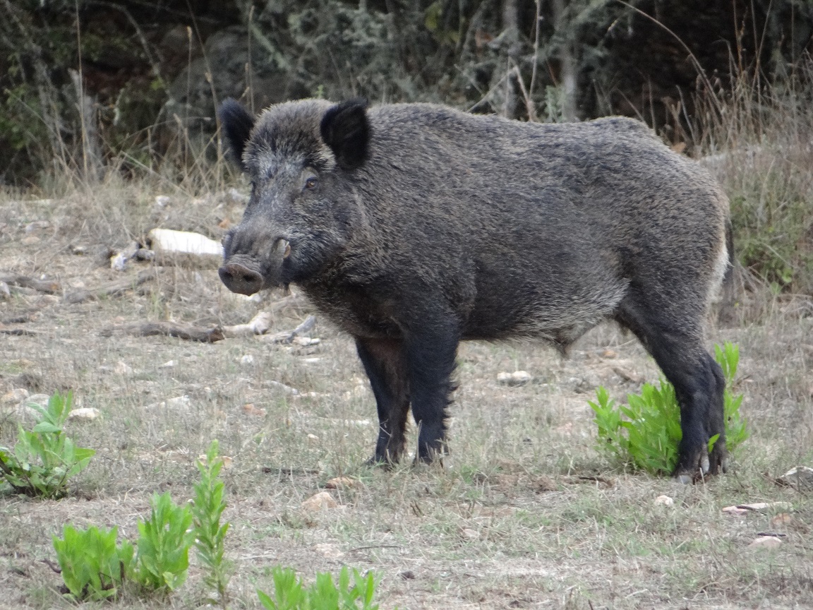 maschio adulto cinghiale Foto FG 