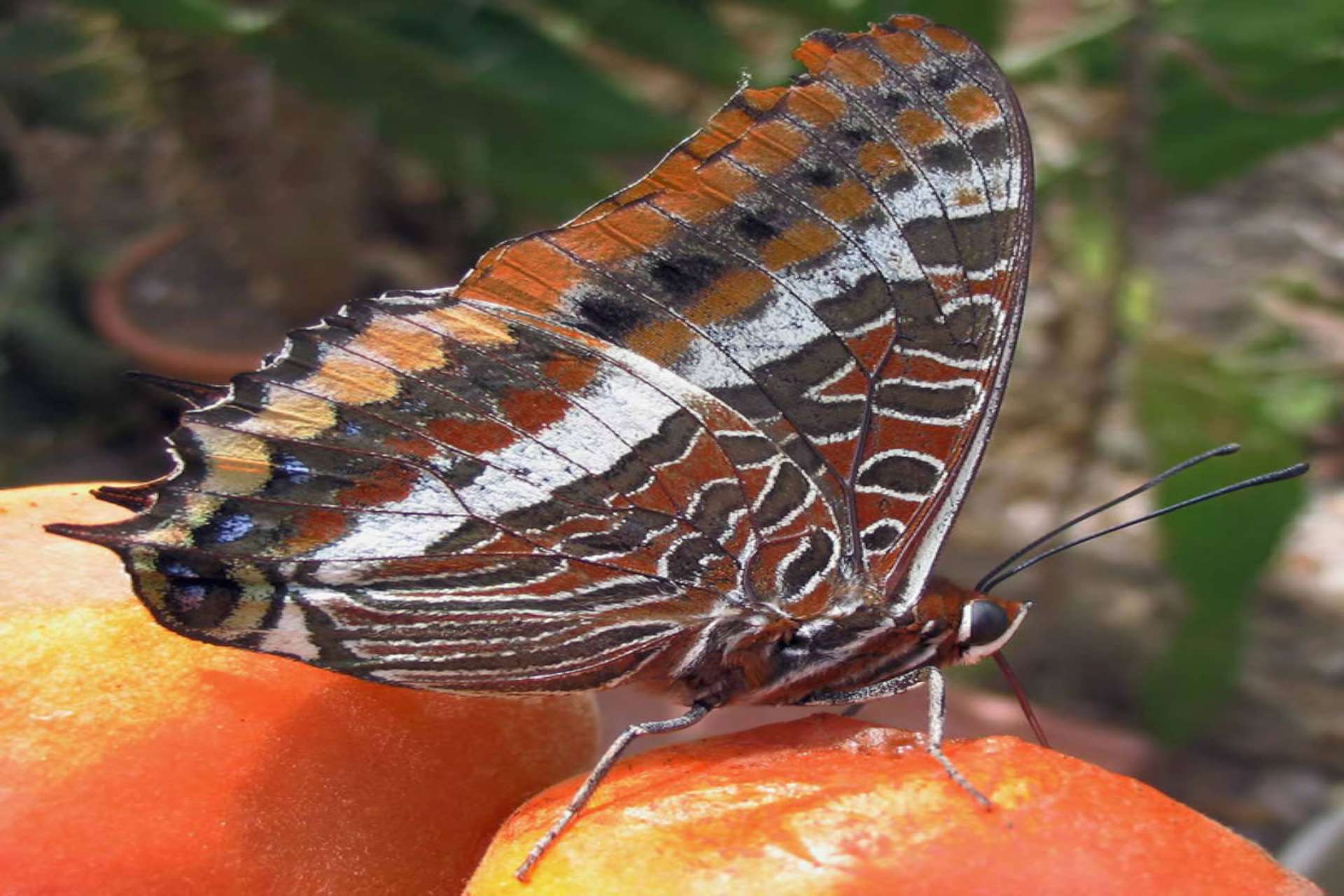 charaxes jasius 1920x1280