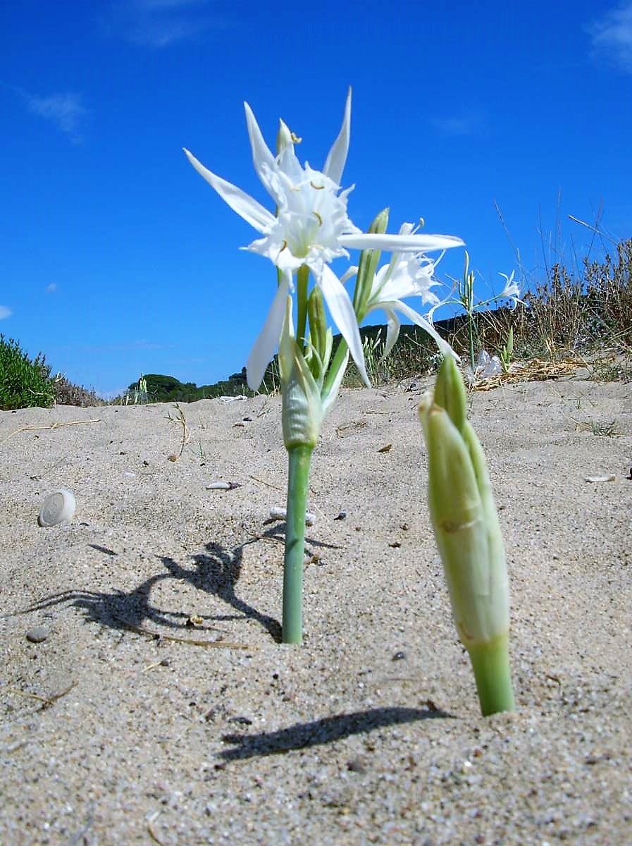 pancratium fiore GMontauti 1200