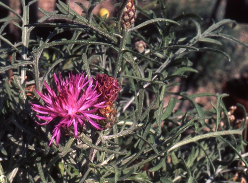 centaurea aetaliae2