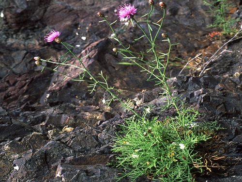 centaurea aetaliae