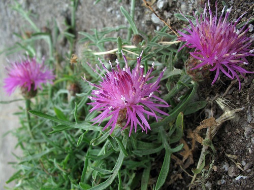 centaurea ilvensis ornella