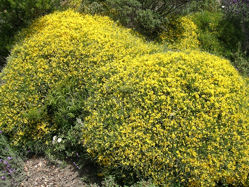 genista desoleana Marchese