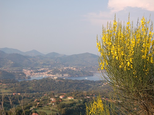 ginestra odorosa calamita foto marchese