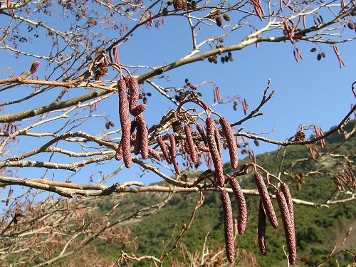 ontano nero amenti marchese