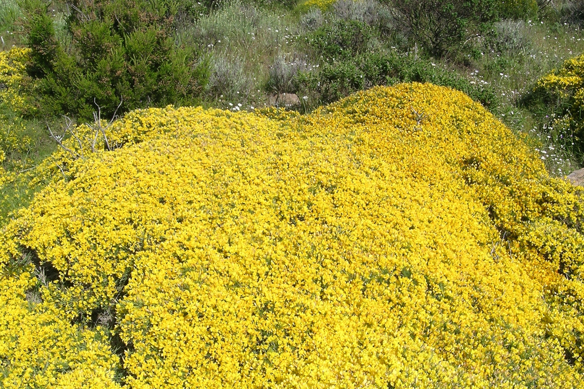 ginestra del Capanne Il Troppolo GTE foto Marchese